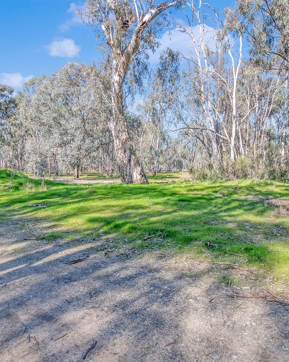 Red gum bushland reserve beside the Murray River at Wharparilla Estate, Echuca